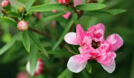 红梅花,冬日里的坚韧与美丽