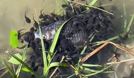 蝌蚪在线视频,蝌蚪在线视频深度解析